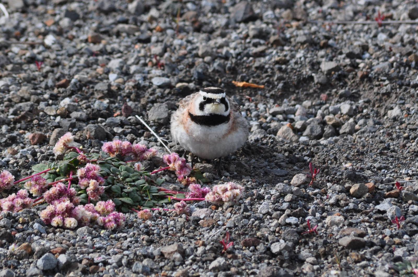 Horned Lark - Washington