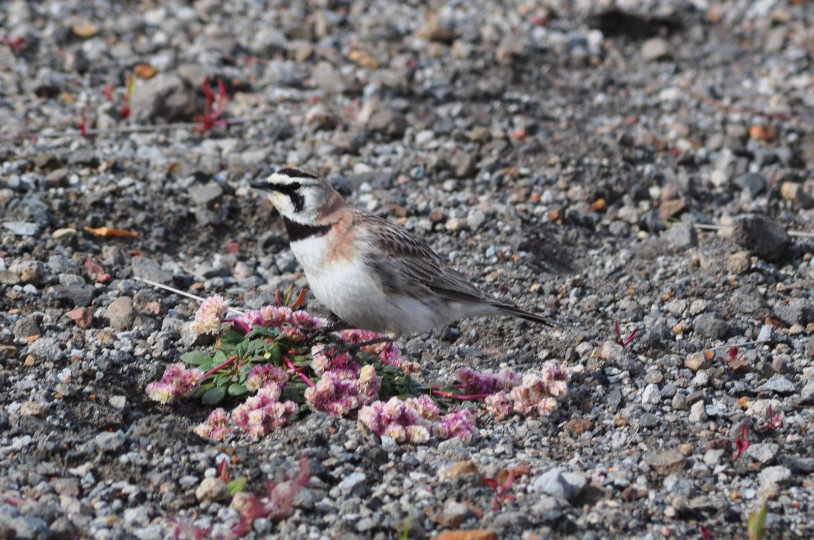 Horned Lark - Washington