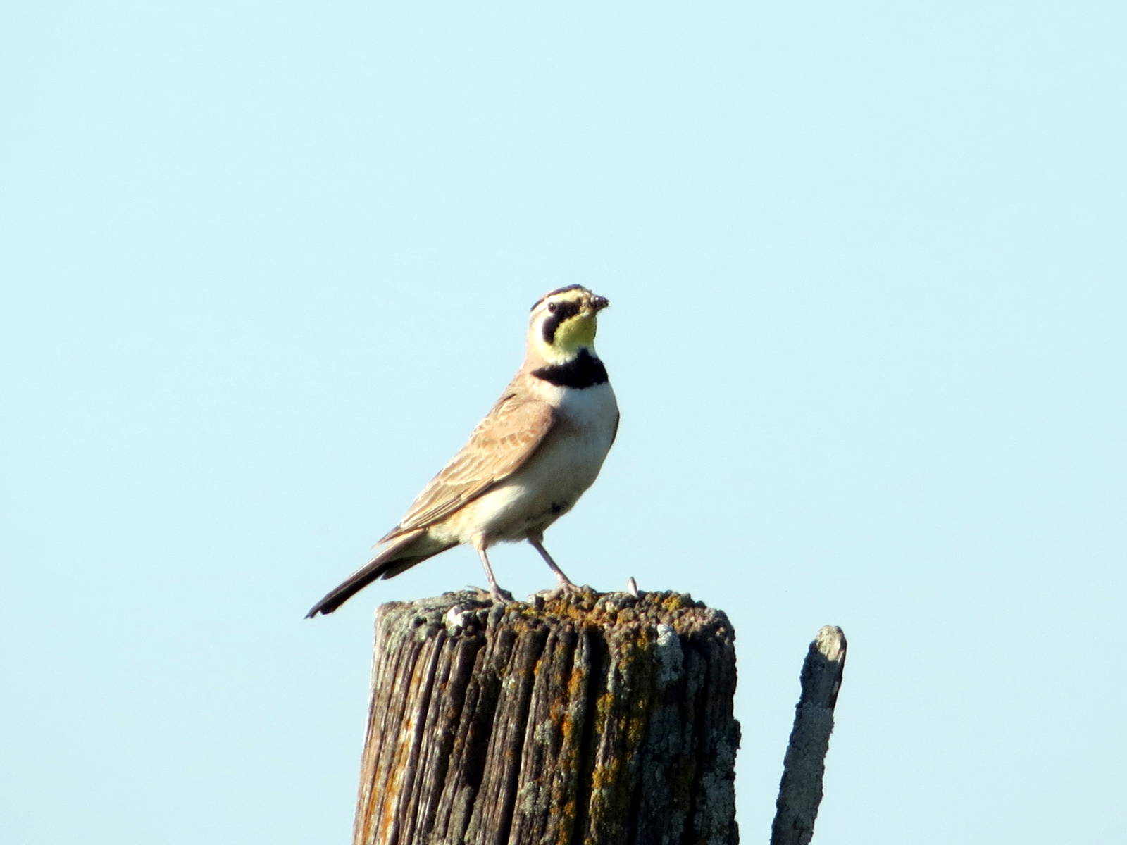 Horned Lark