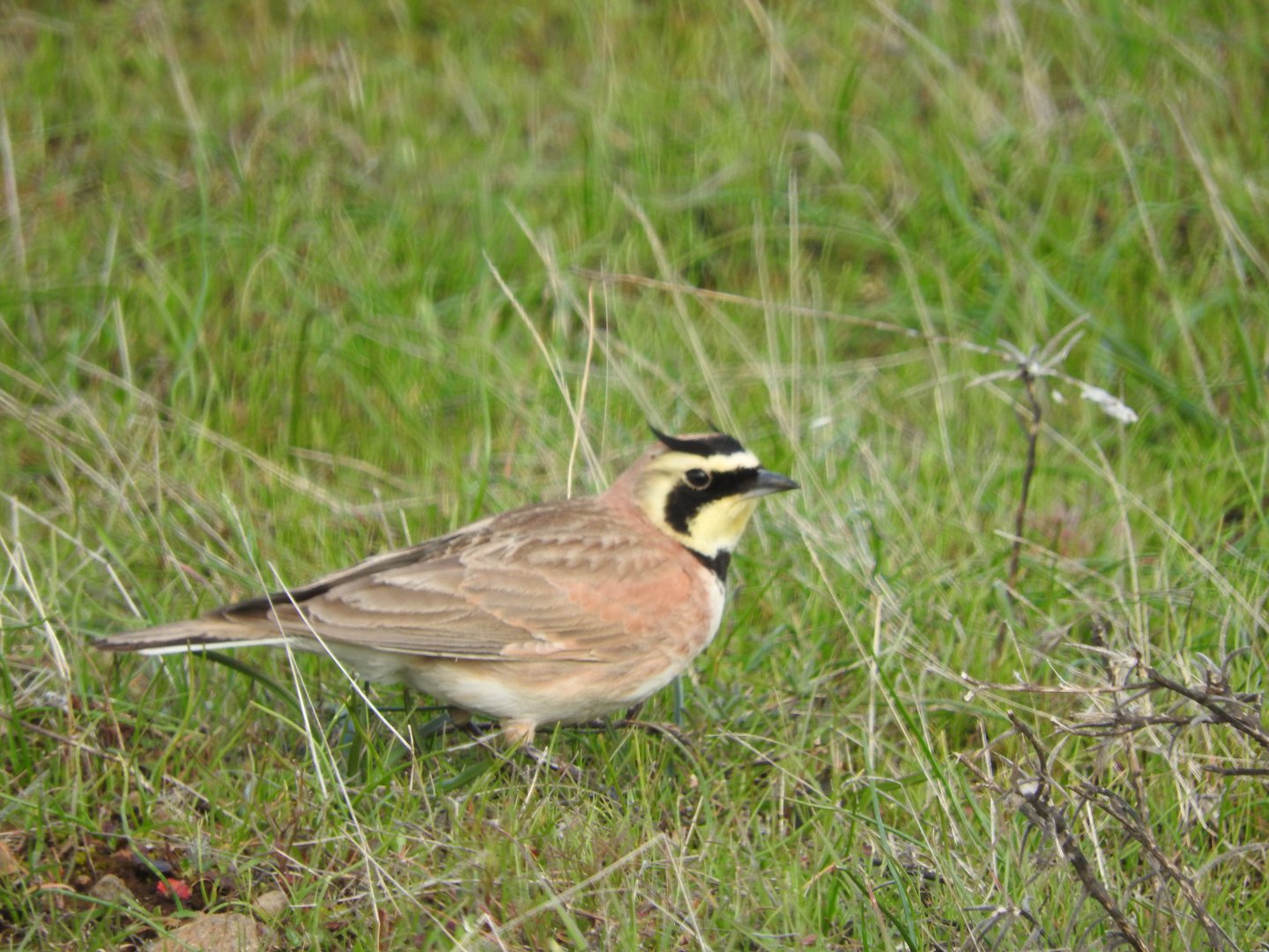 Horned Lark
