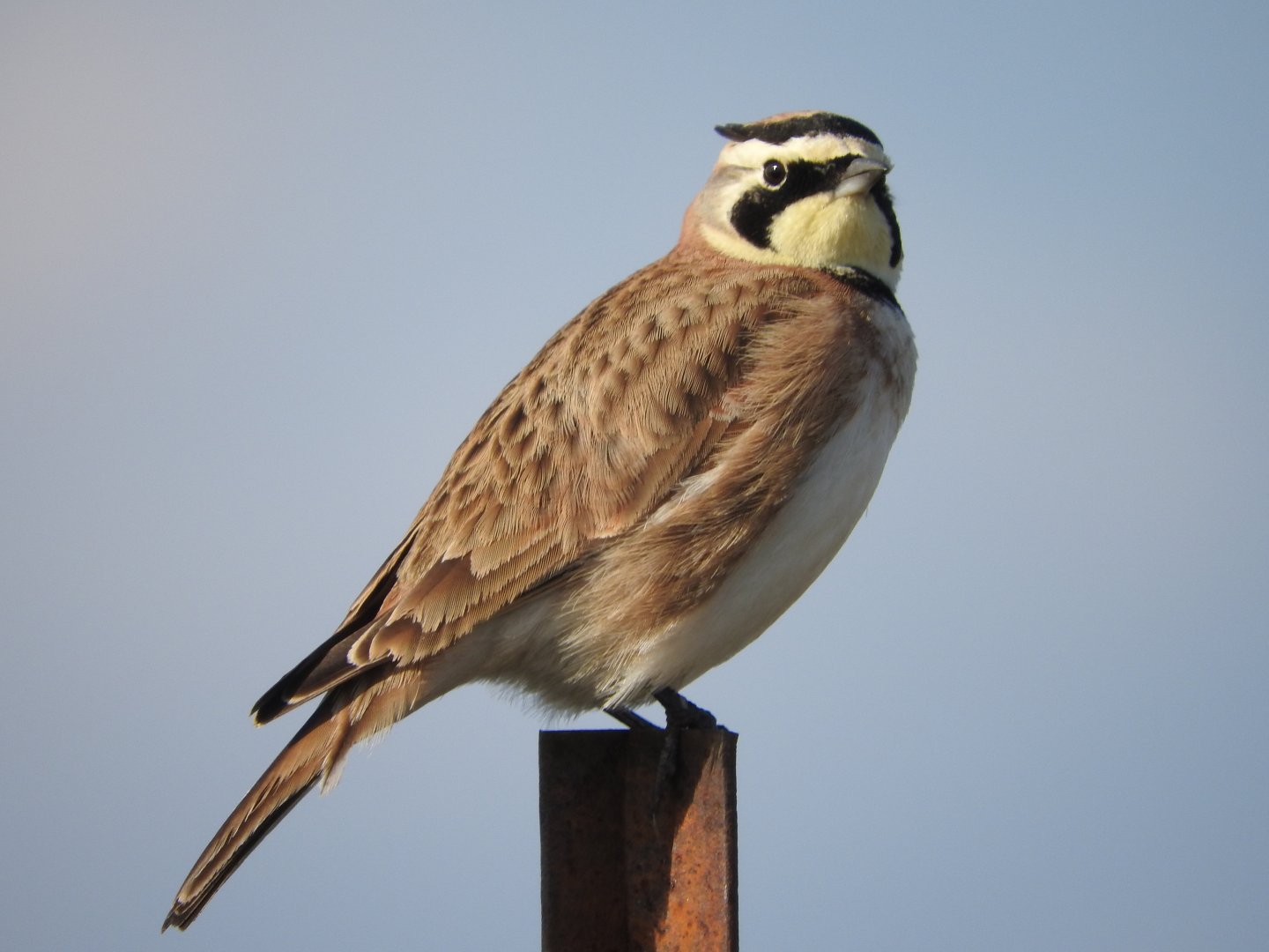 Horned Lark