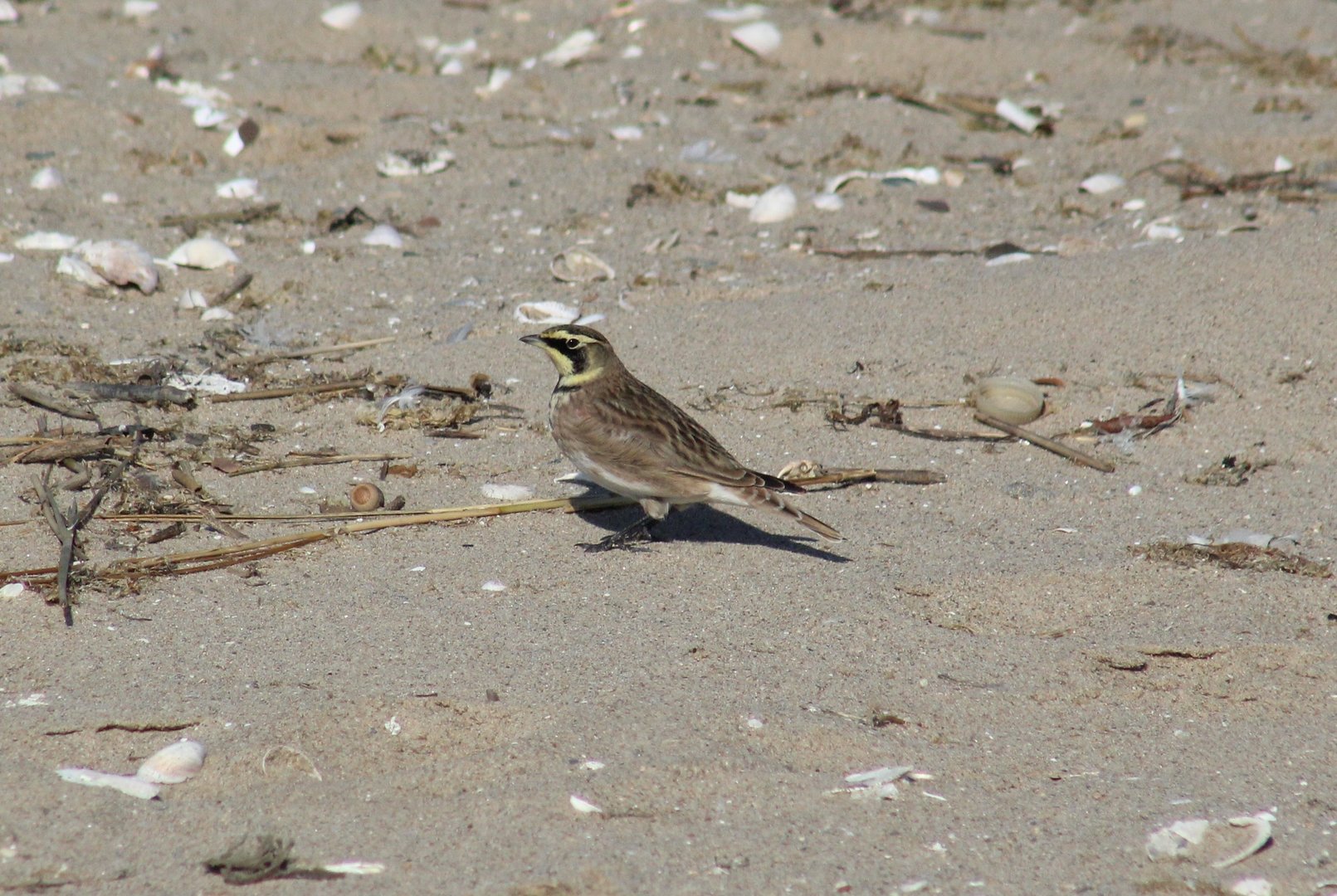 Horned Lark