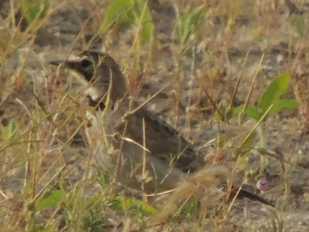 horned lark