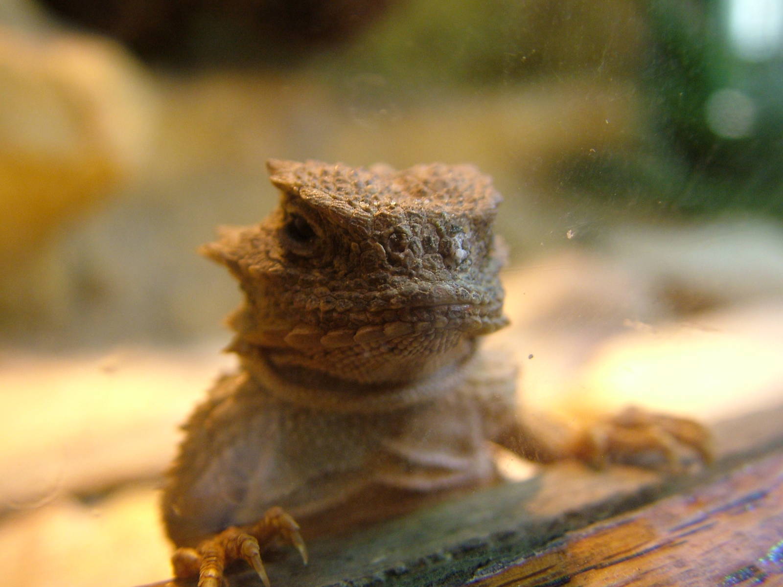 Horned Lizard at Wroclaw Zoo Sept 2008