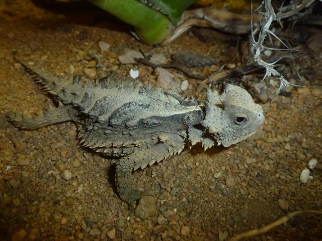 Horned lizard, October 2013.