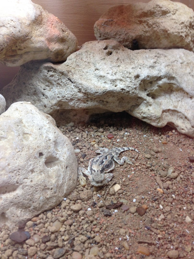 Horned Lizard - (Phrynosoma Platyrhinos)