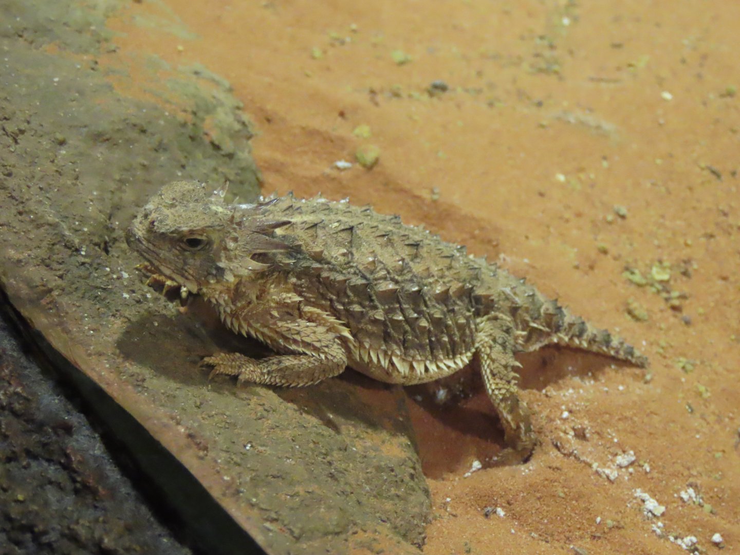 Horned lizard