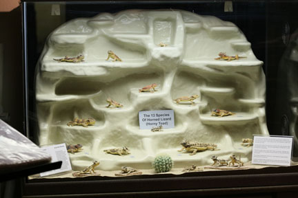 Horned lizards of the southwest