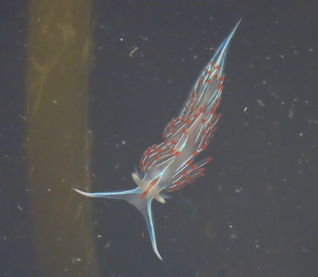 Horned Nudibranch (Hermissenda crassicornis)