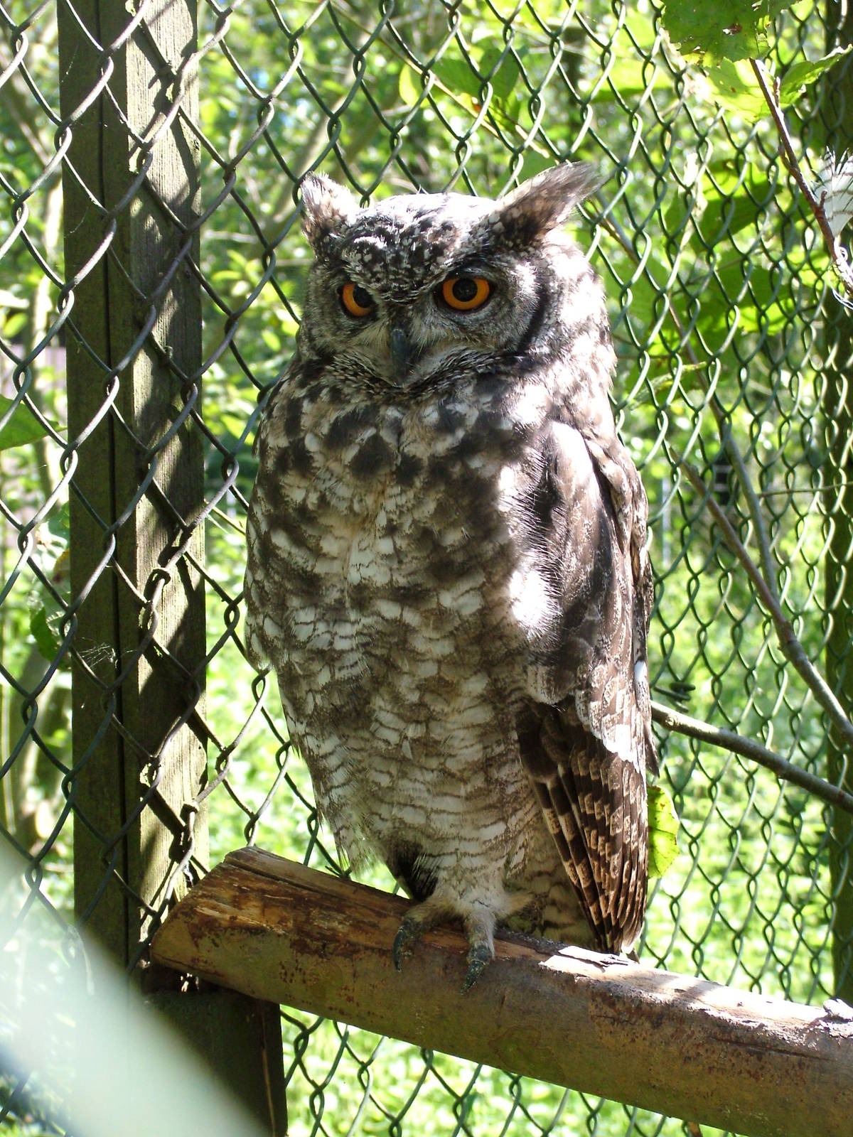 Horned Owl at Niendorf 05/09/07