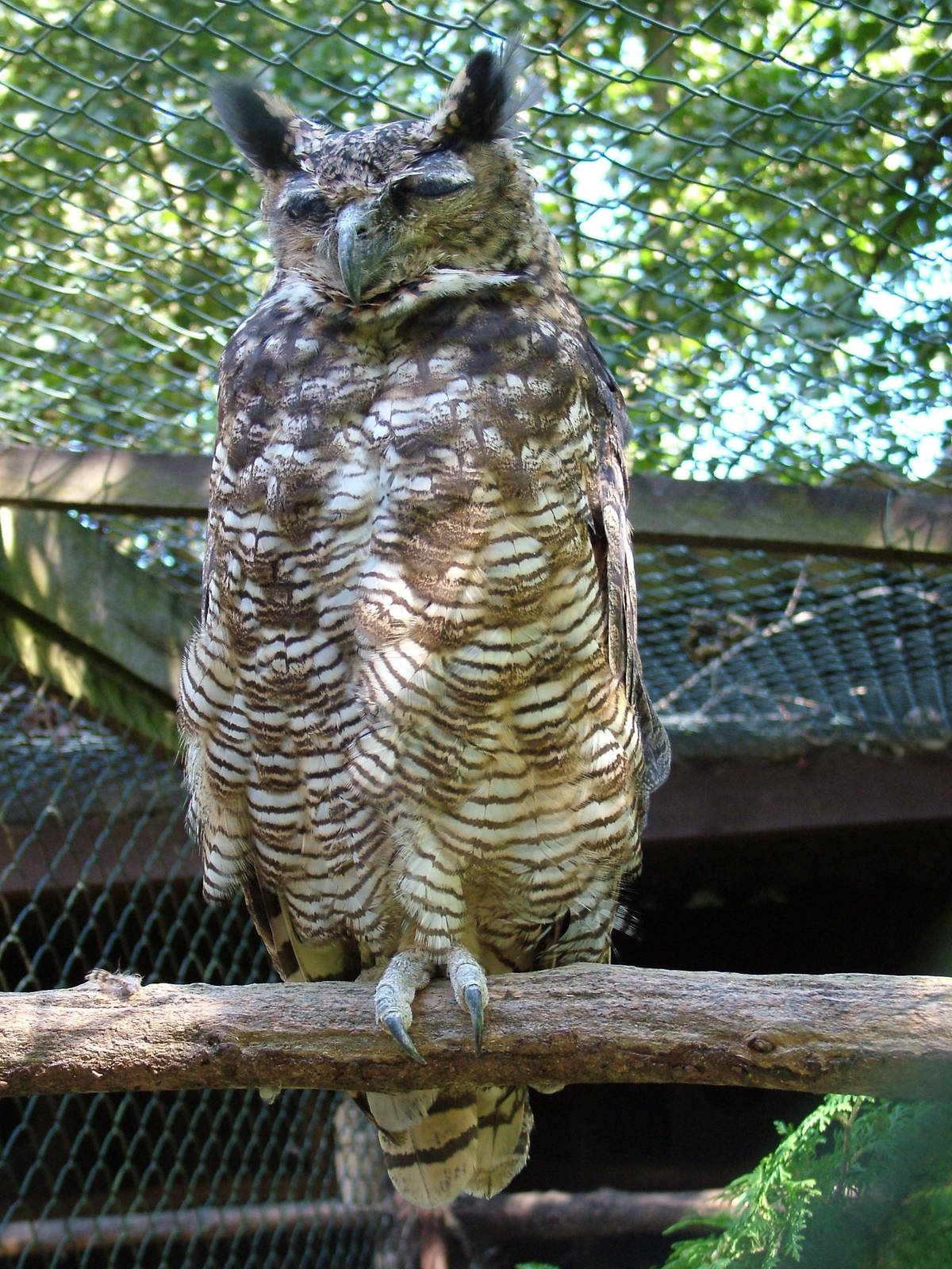 Horned Owl at Niendorf 05/09/07
