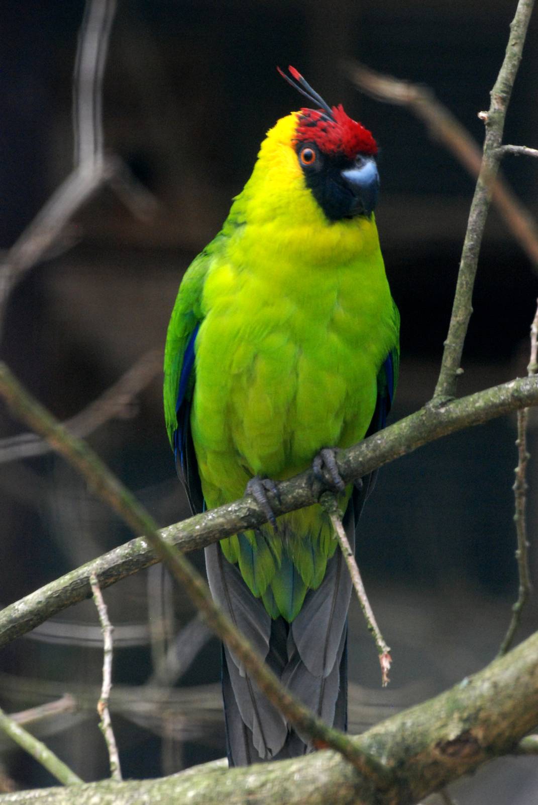 Horned Parakeet at Walsrode, 22/03/13