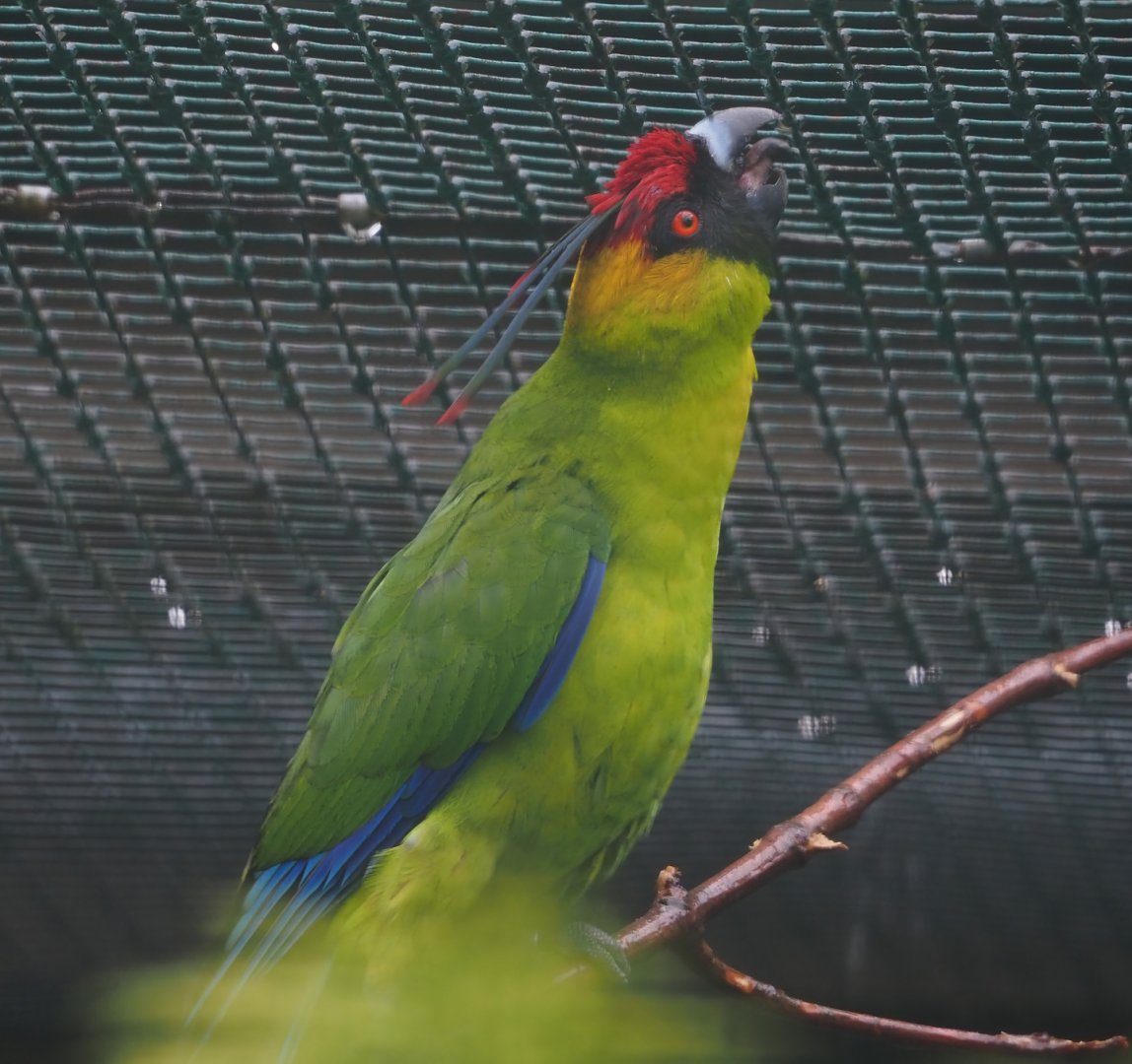 Horned parakeet (Eunymphicus cornutus), 2024-05-23