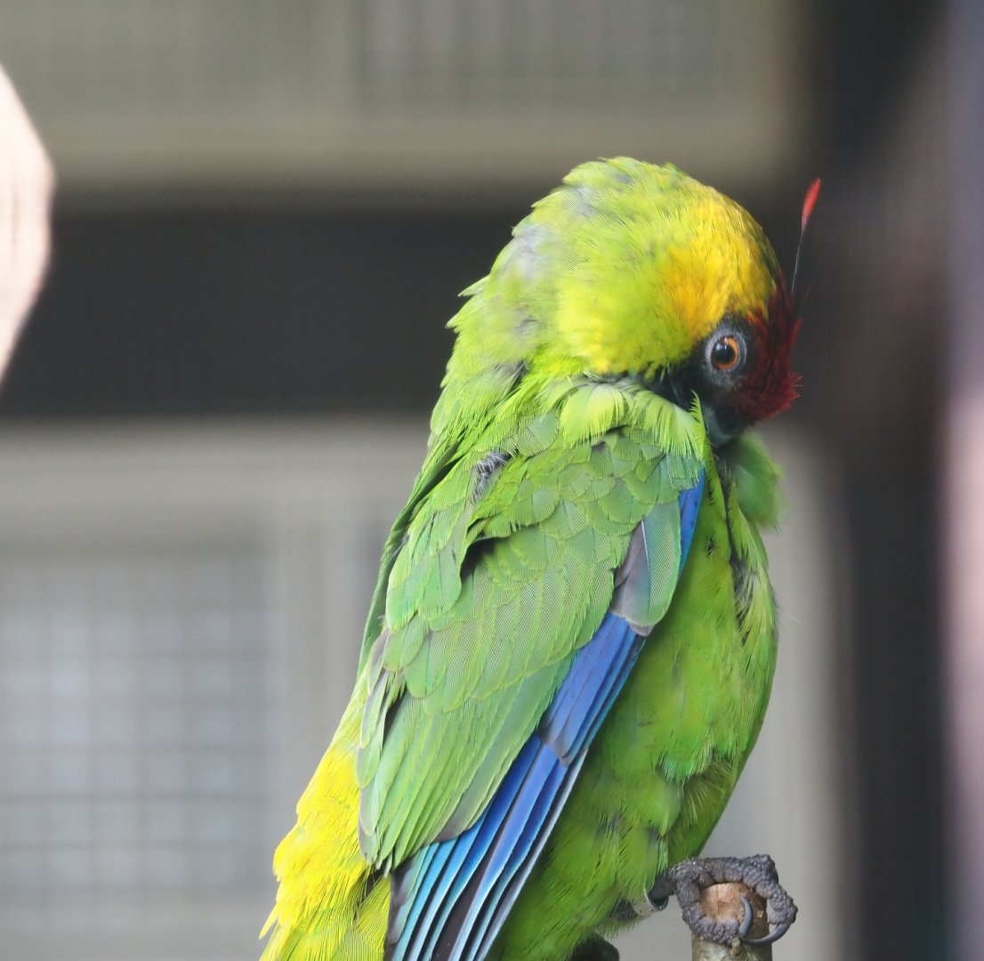 Horned parakeet (Eunymphicus cornutus), 2024-05-24