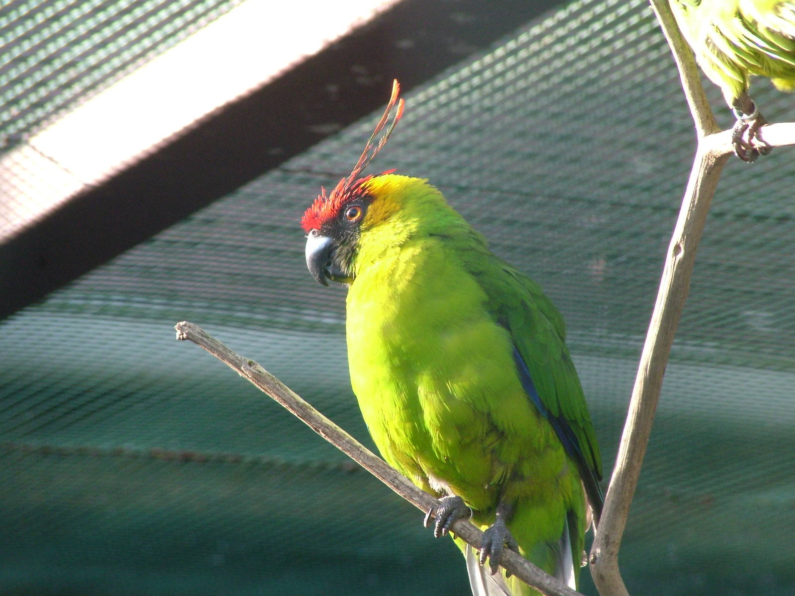 Horned Parakeet (Eunymphicus cornutus) at Walsrode 2007