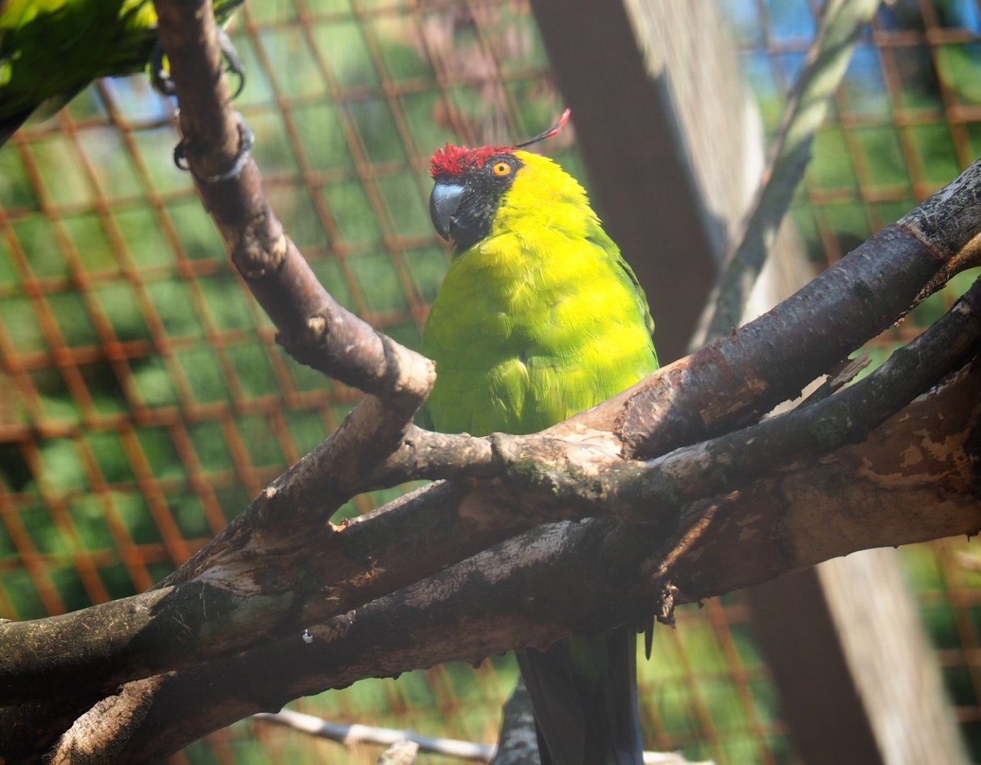 Horned parakeet (Eunymphicus cornutus), Sep 2nd, 2018