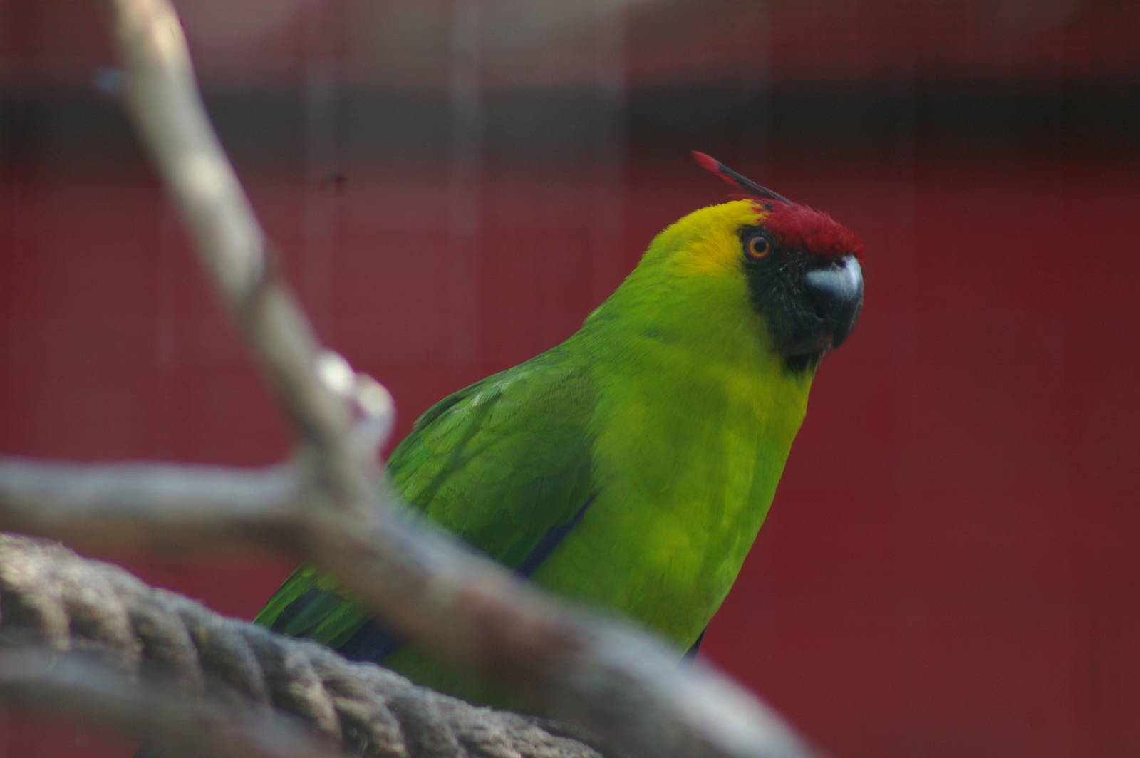 horned parakeet (Eunymphicus cornutus)