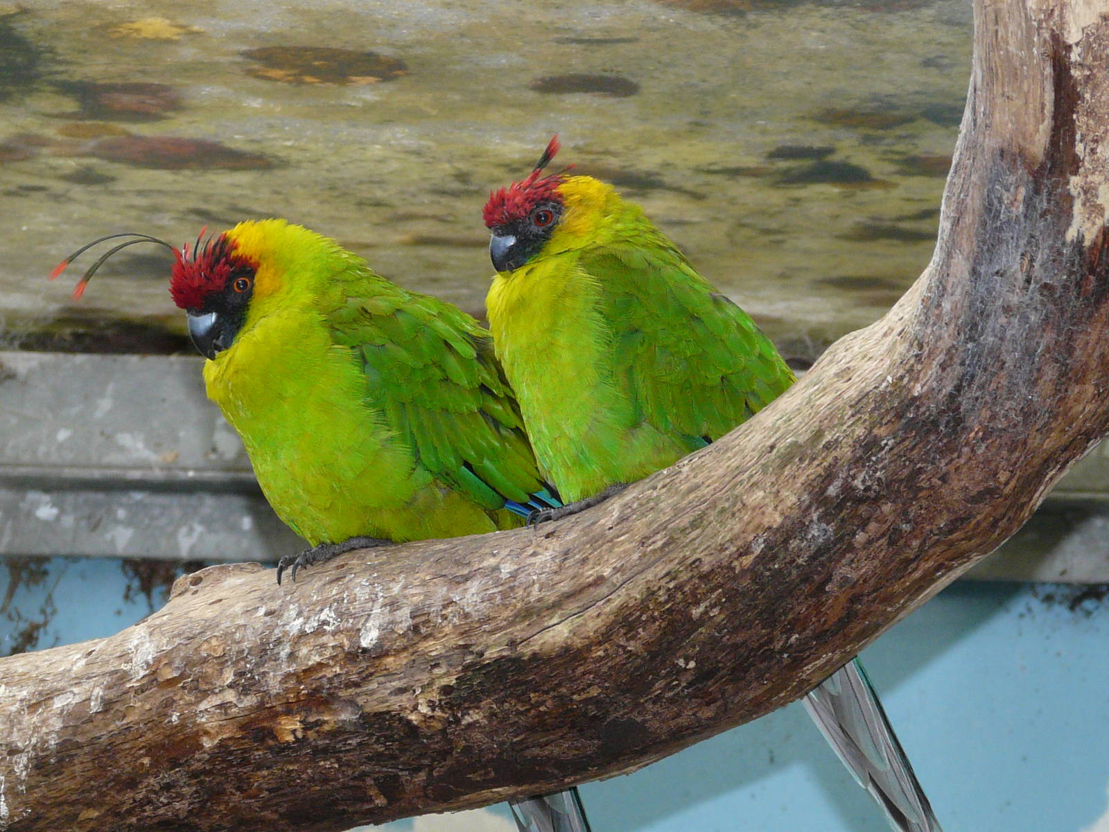 Horned parakeet/ Eunymphicus cornutus