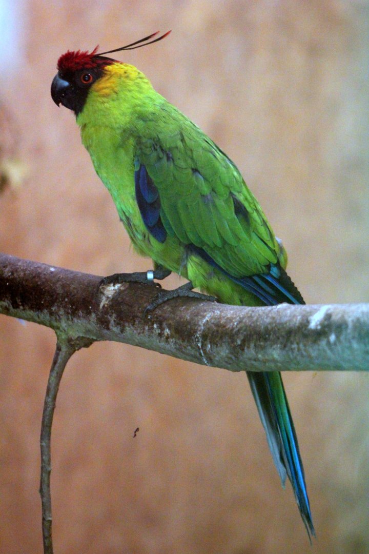 Horned parakeet (Eunymphicus cornutus)