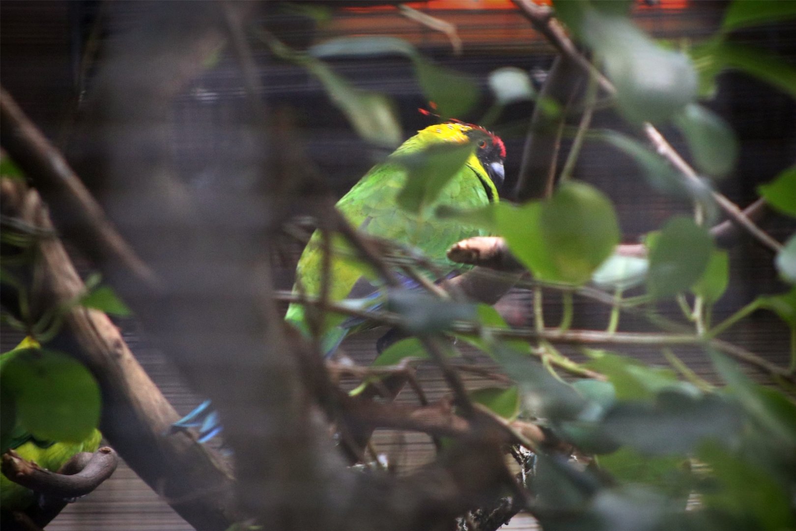 Horned parakeet (Eunymphicus cornutus)