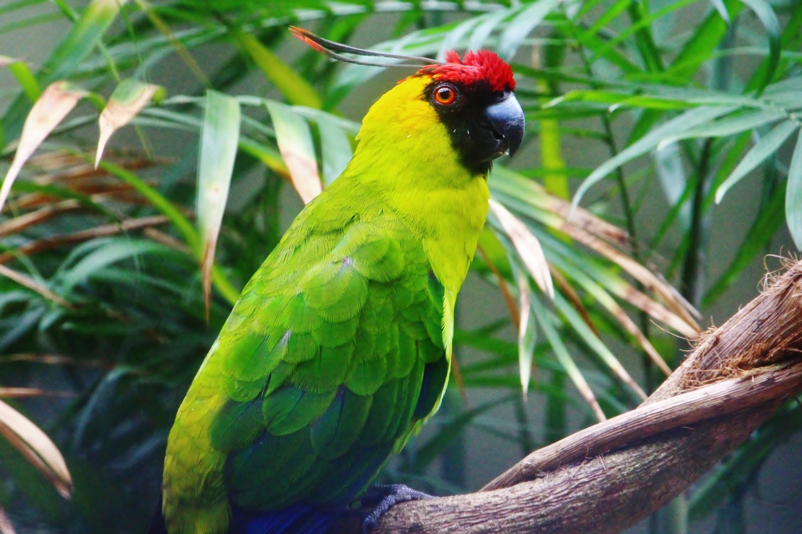 Horned Parakeet (Eunymphicus cornutus)