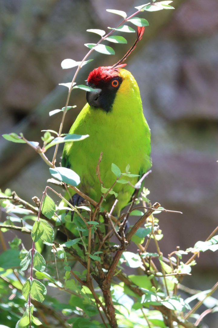 Horned parakeet (Eunymphicus cornutus)