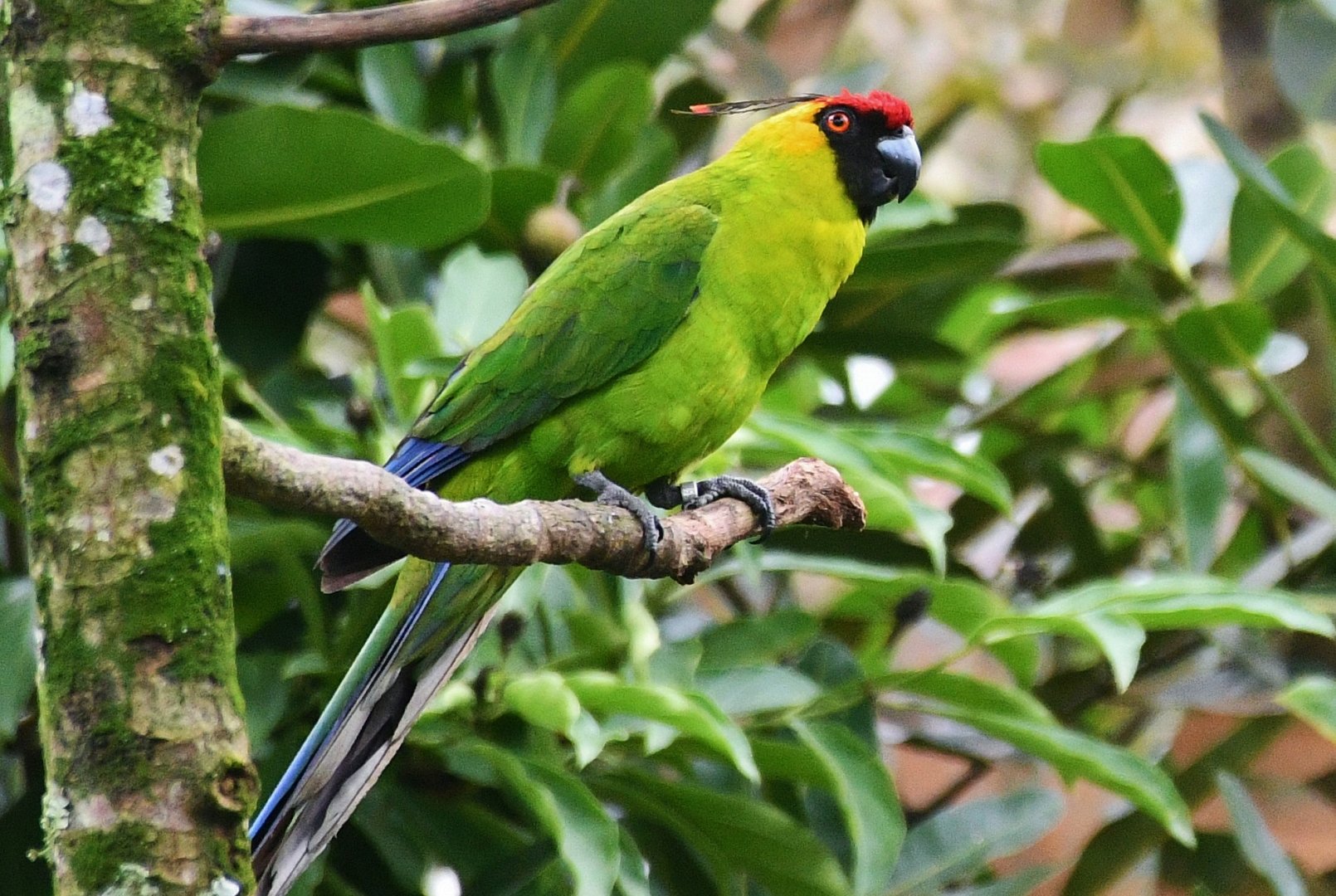 Horned Parakeet (Eunymphicus cornutus)