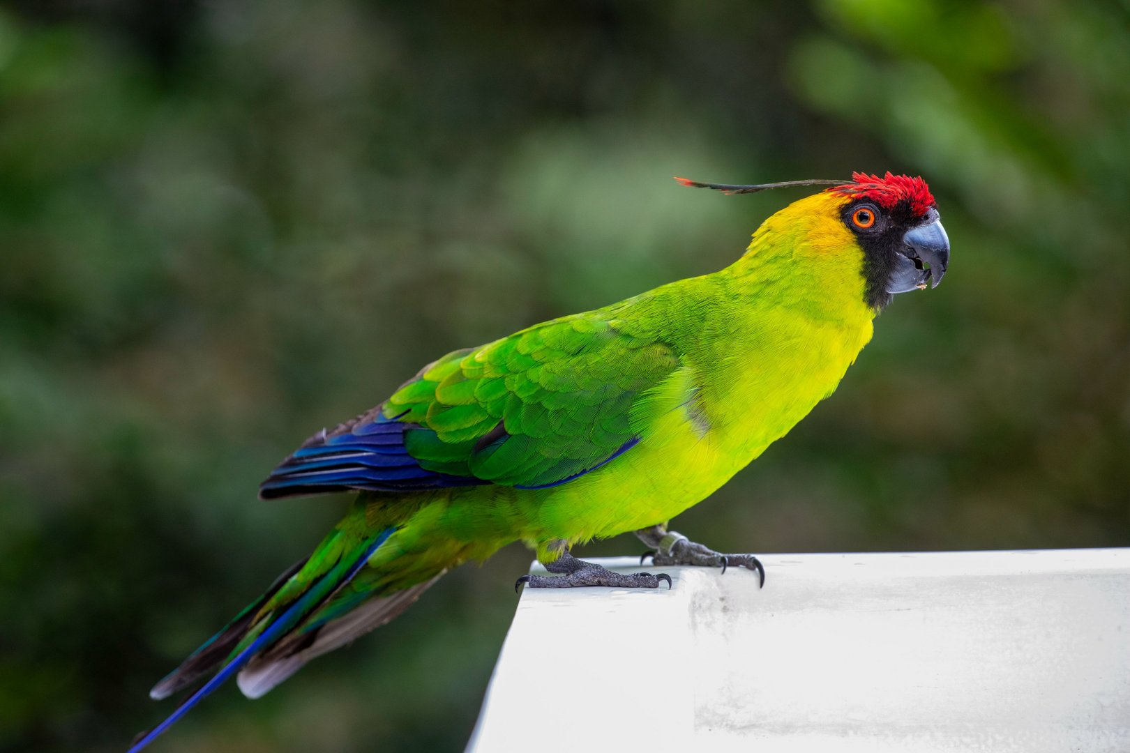 horned parakeet (Eunymphicus cornutus)