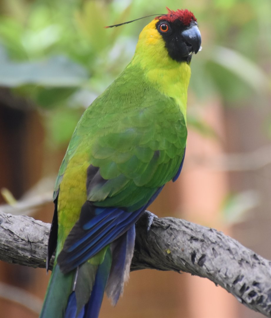 Horned Parakeet (Eunymphicus cornutus)
