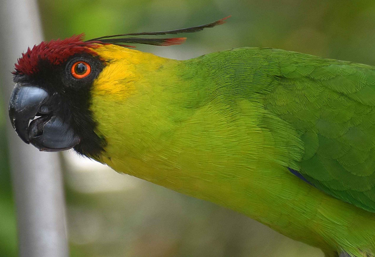 Horned Parakeet (Eunymphicus cornutus)