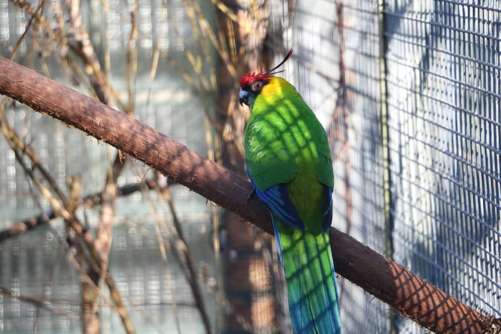 Horned parakeet, February 2016