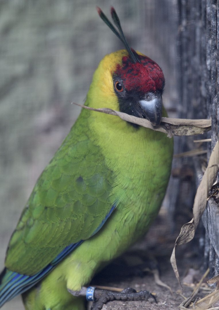 Horned parakeet playing