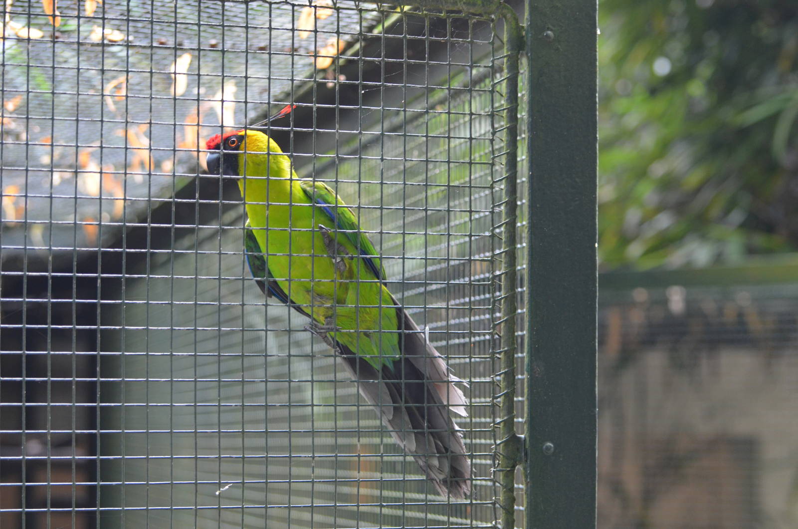 Horned parakeet