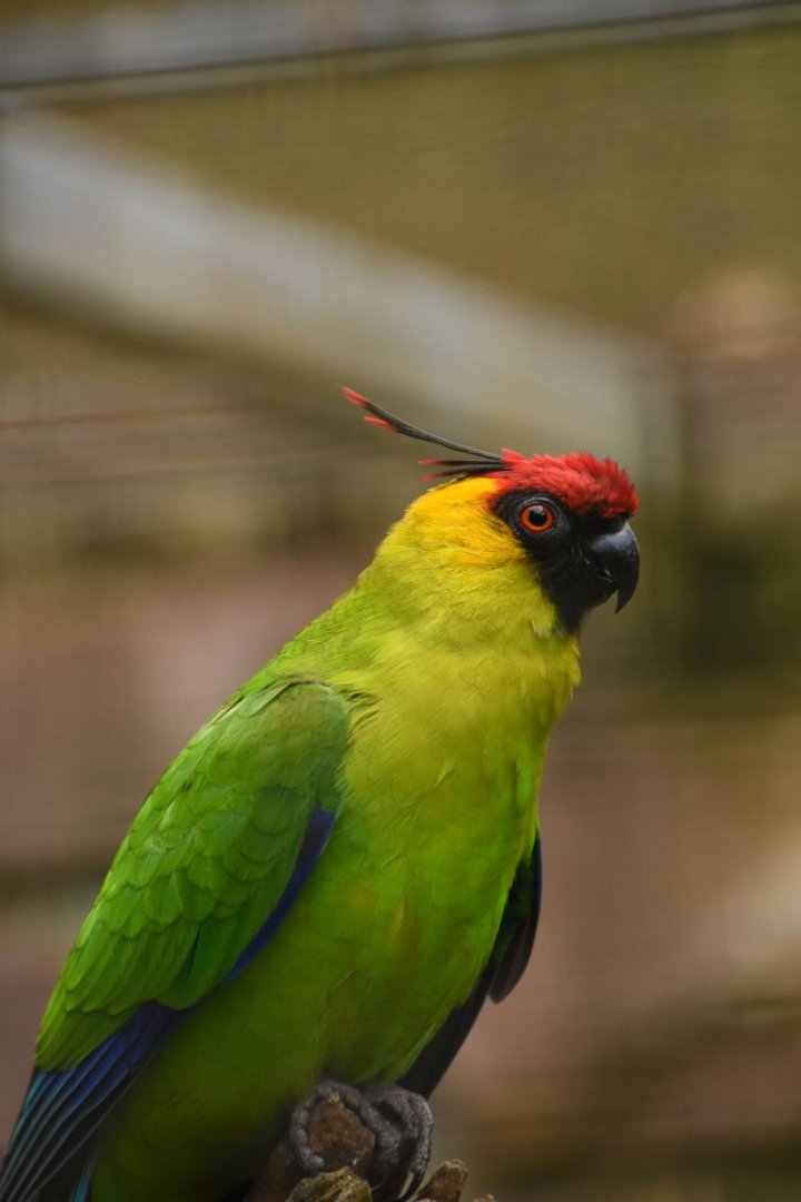 Horned parakeet