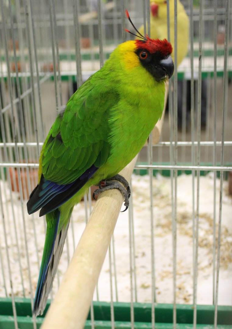 Horned parakeet