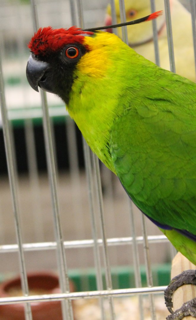 Horned parakeet