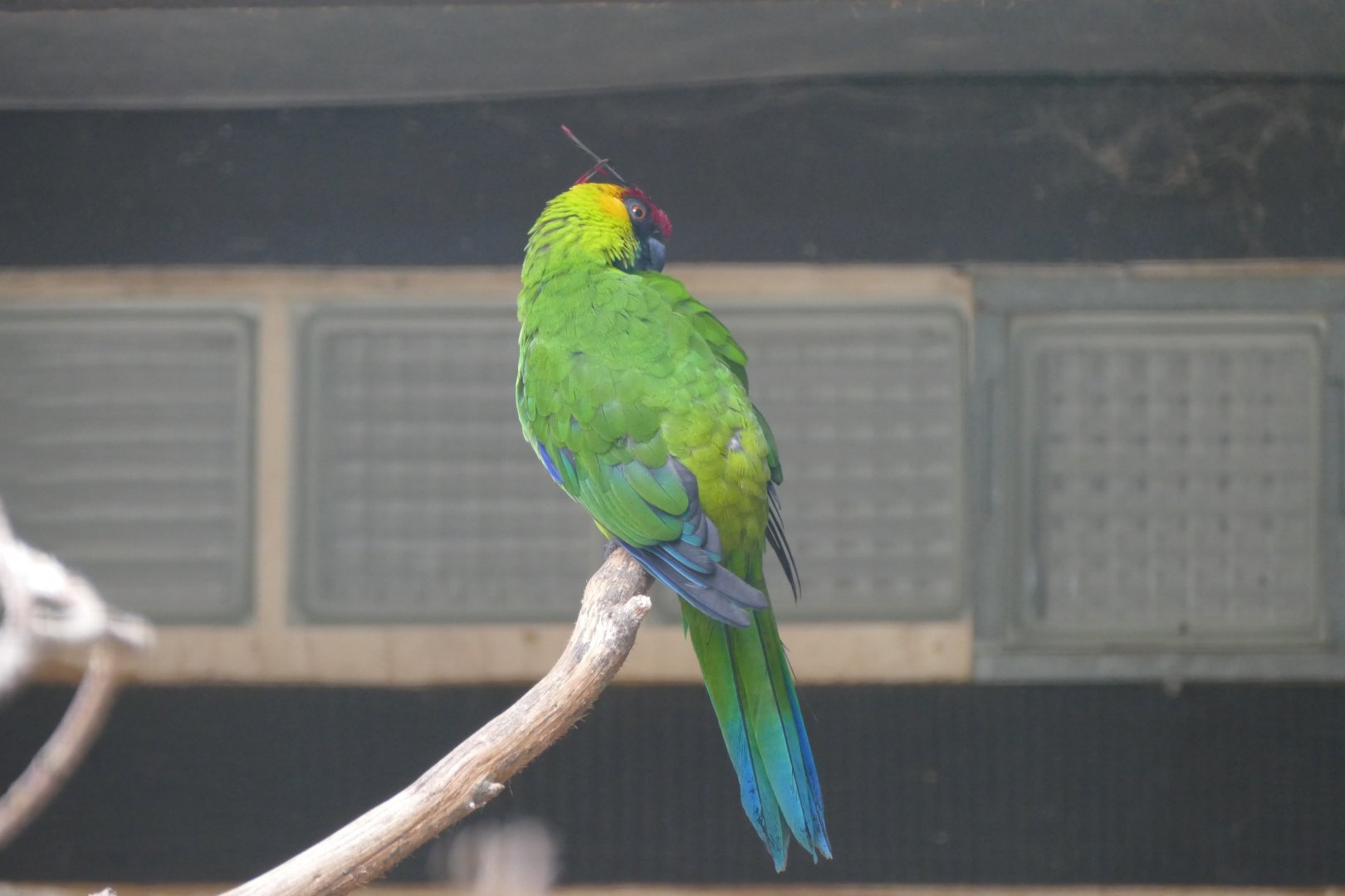 Horned parakeet