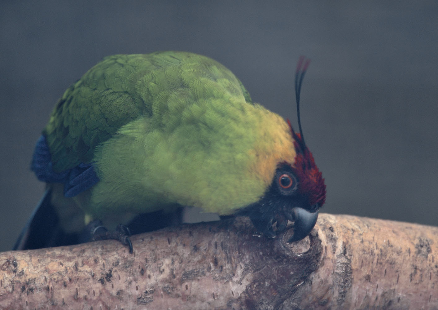 Horned parakeet