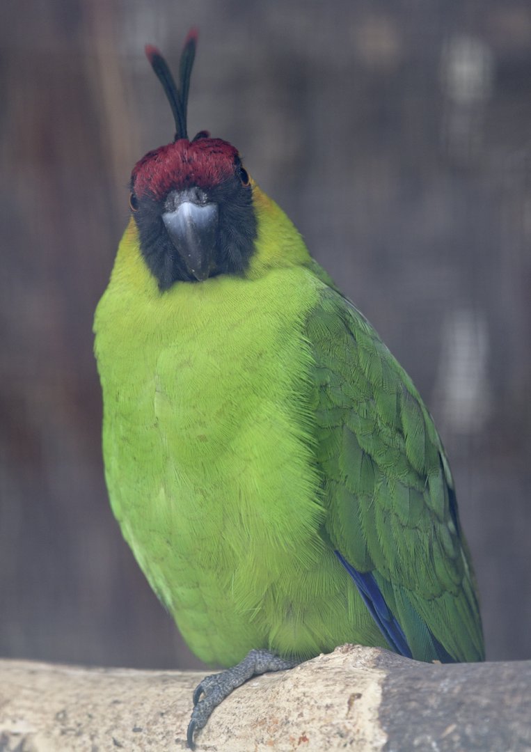Horned parakeet