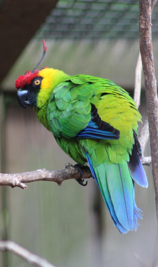 Horned parakeet
