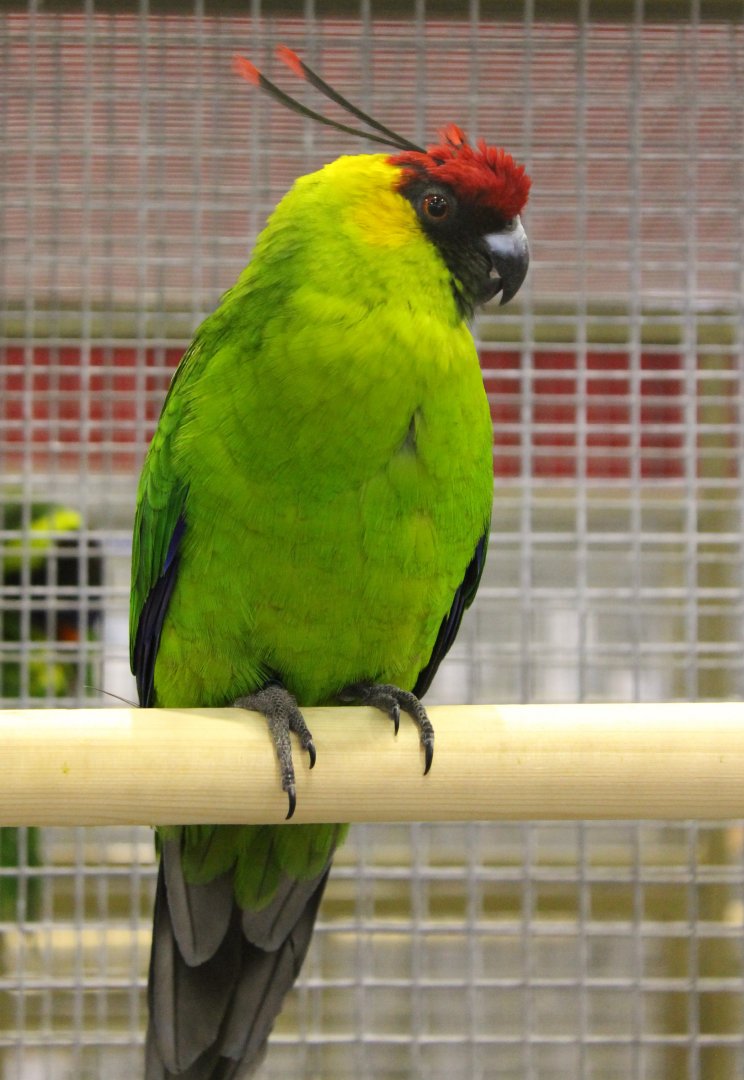 Horned parakeet