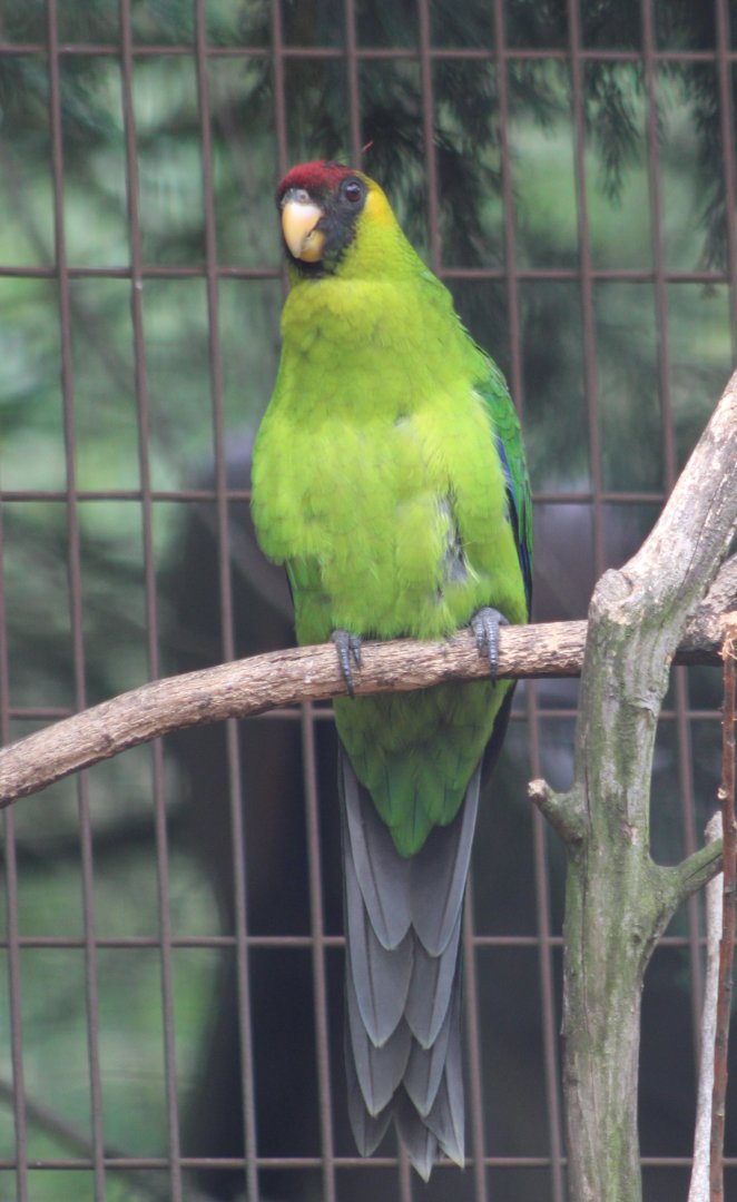 Horned parakeet