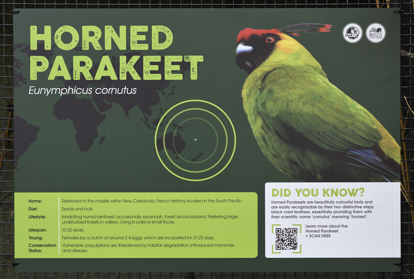 Horned parakeets at a Theme Park?