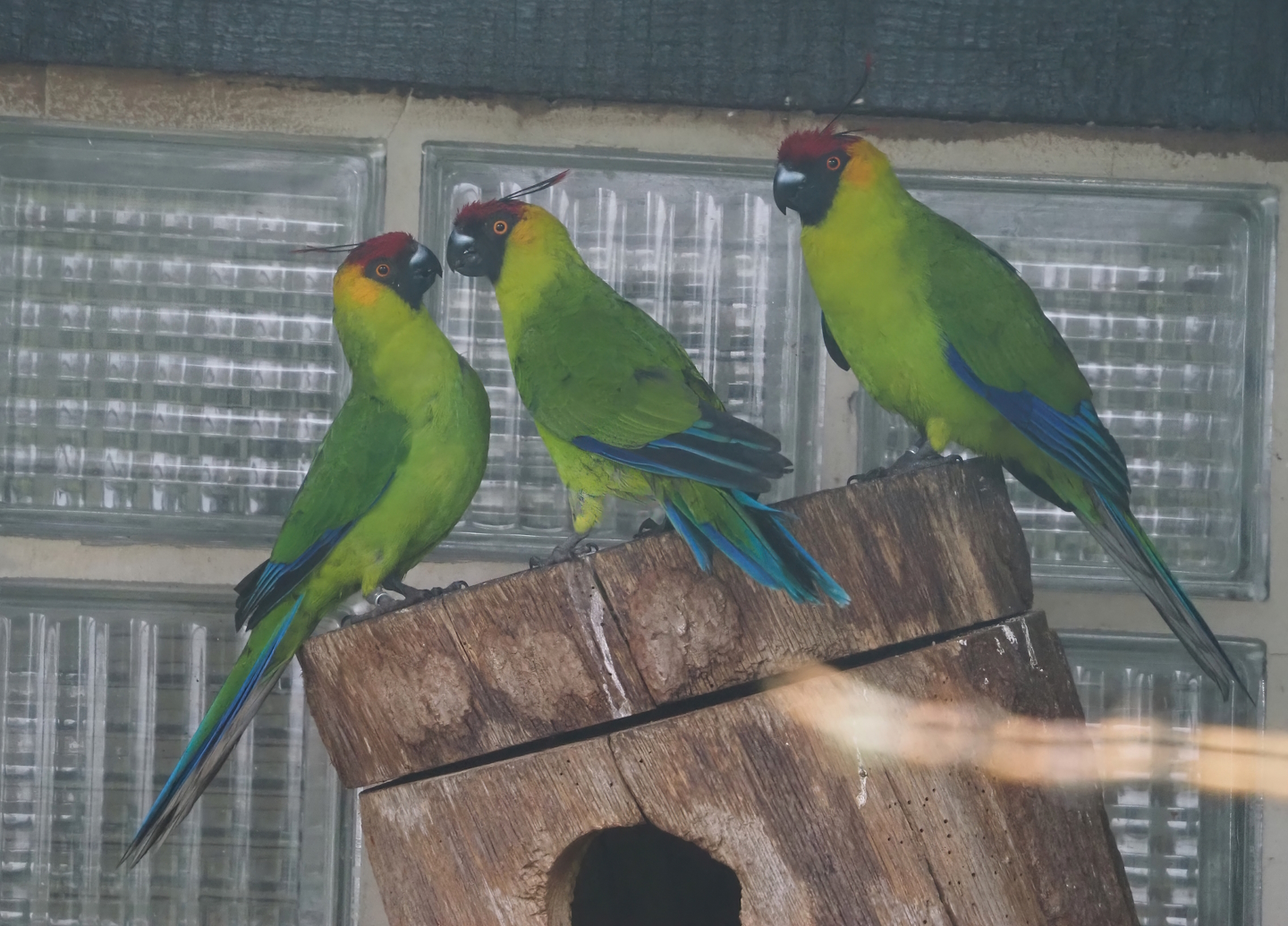 Horned parakeets (Eunymphicus cornutus), 2024-05-22