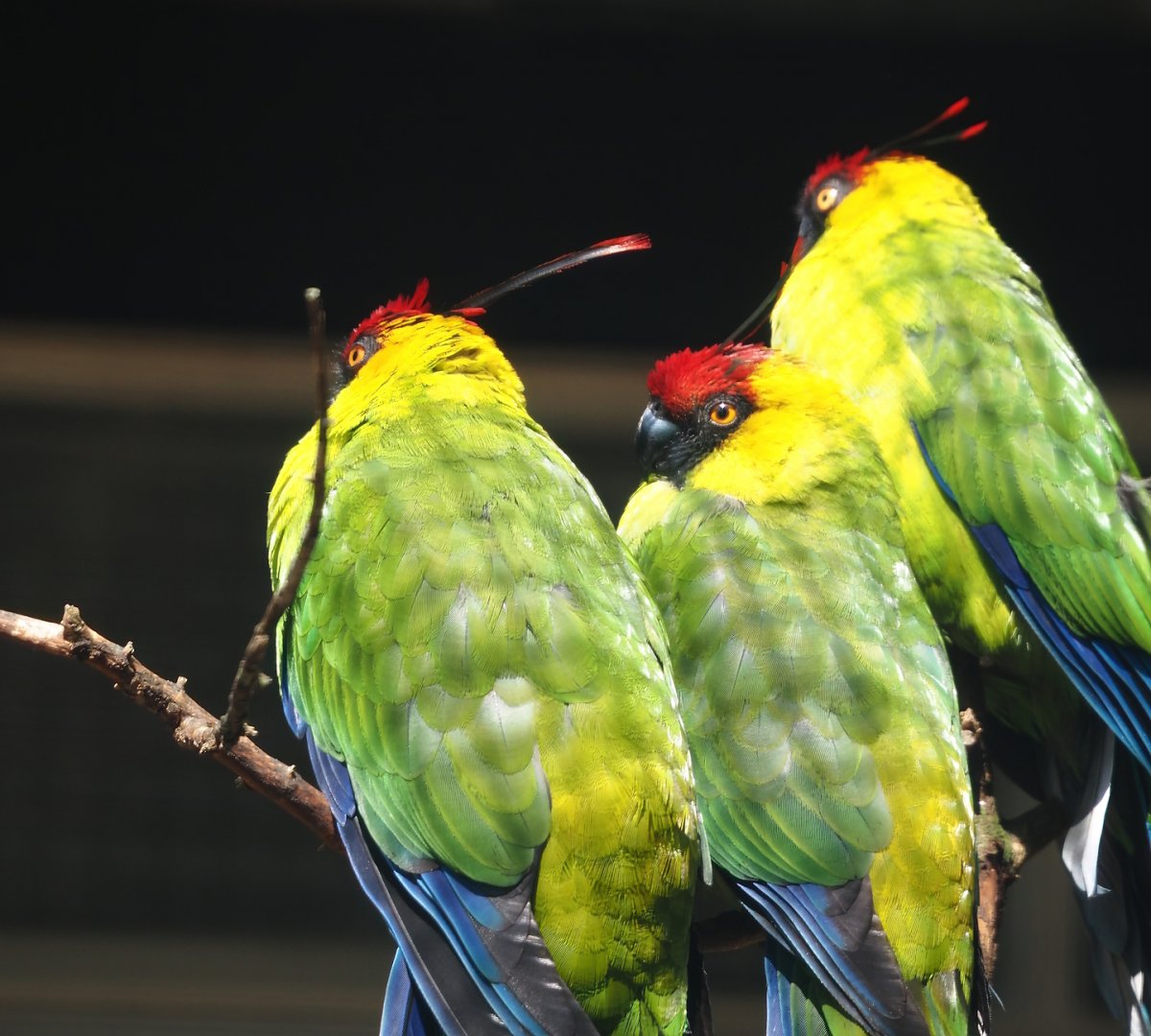 Horned parakeets (Eunymphicus cornutus), 2024-05-23