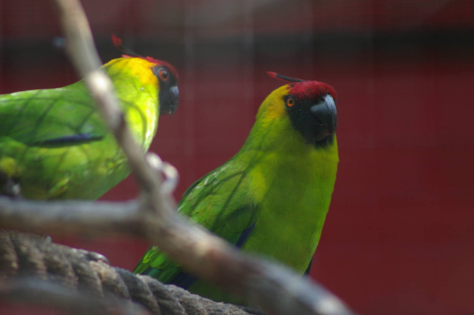 horned parakeets (Eunymphicus cornutus)