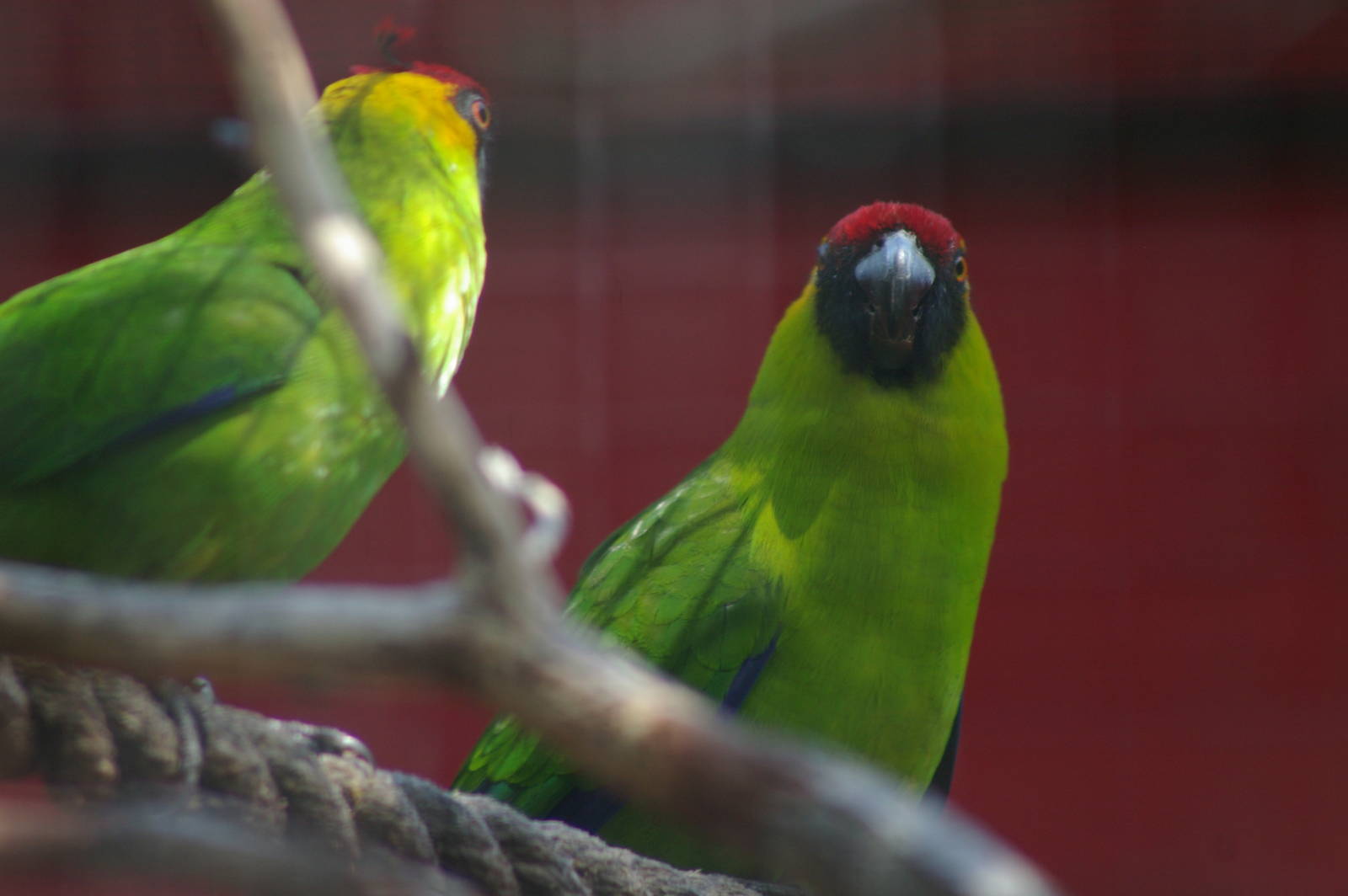 horned parakeets (Eunymphicus cornutus)