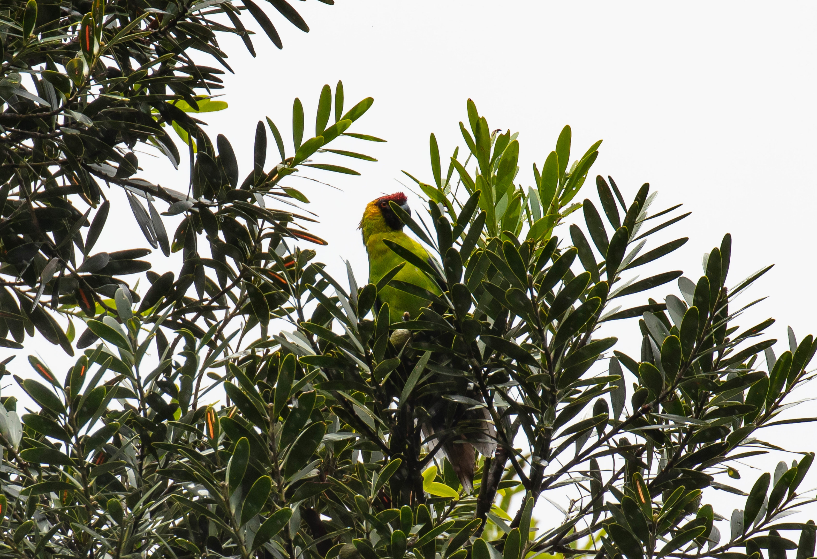 Horned Parrot