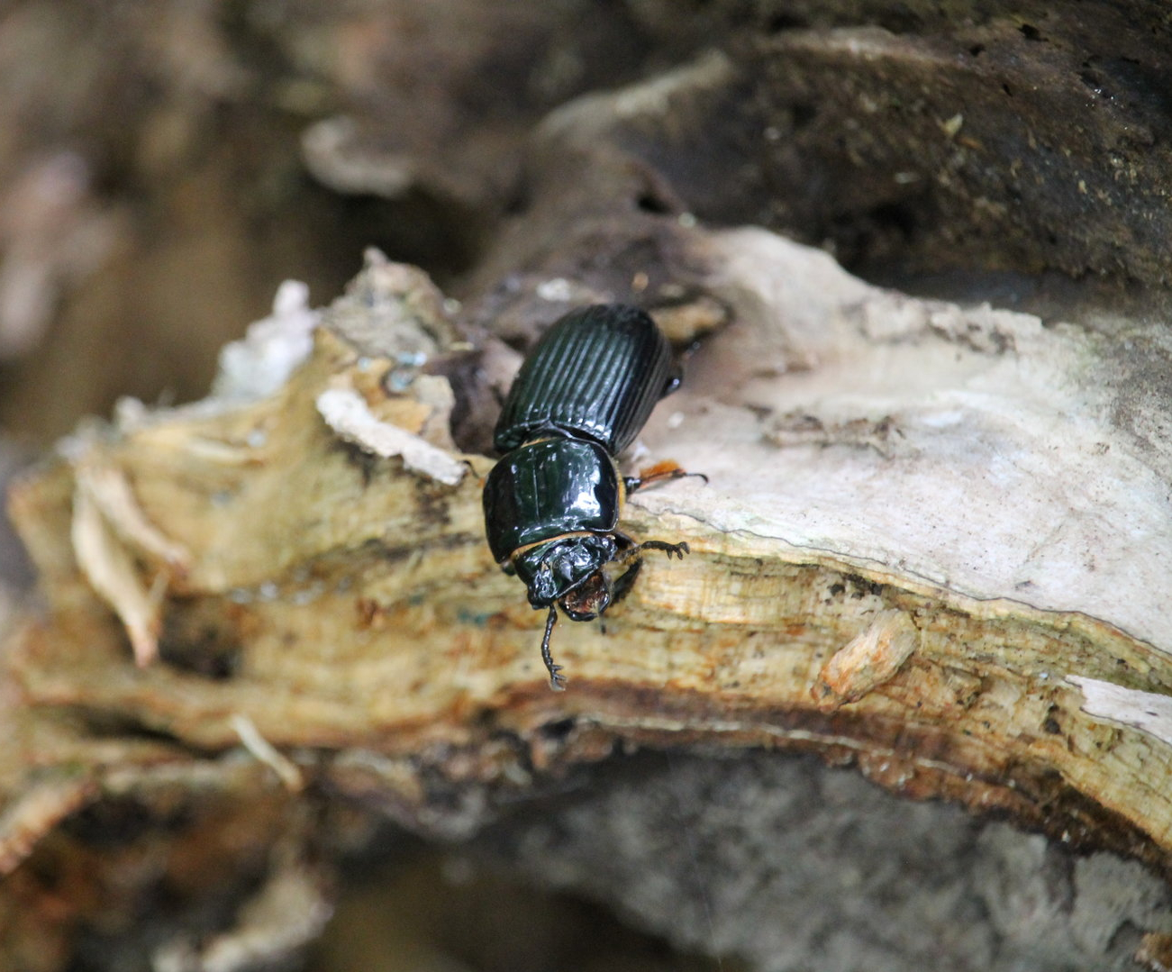 Horned Passalus Beetle (Odontotaenius disjunctus)
