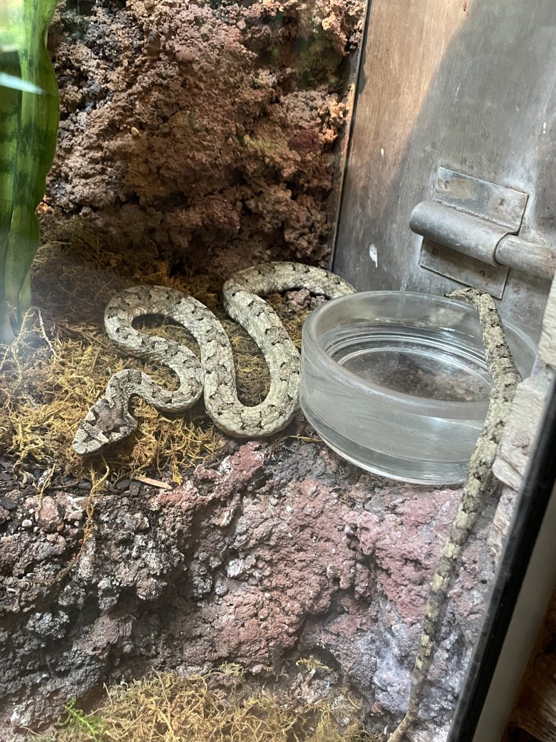 Horned pit viper (Protobothrops cornutus)